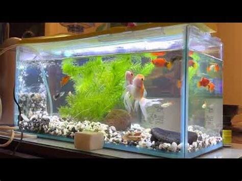 可以跟金魚混養的魚