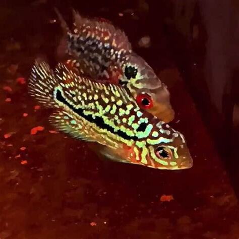 金花羅漢魚價格