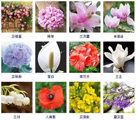 春天開的花有哪些