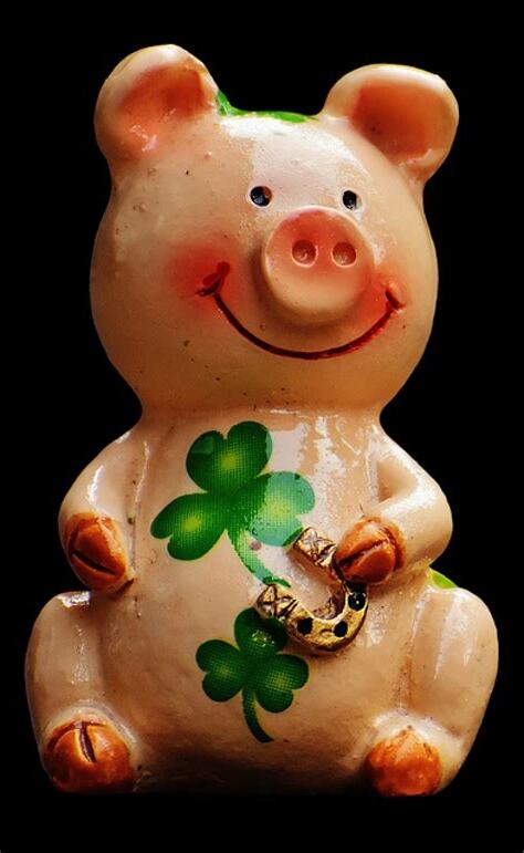 屬豬適合的生肖