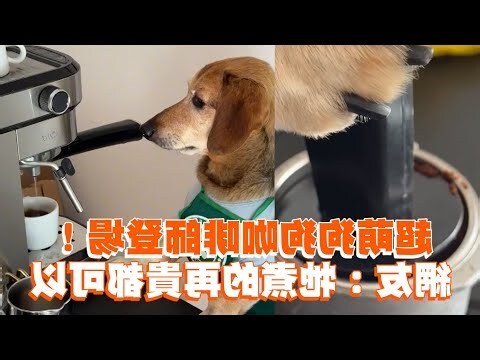 咖啡色狗品種