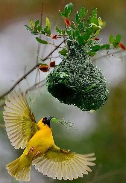 家裡築鳥巢
