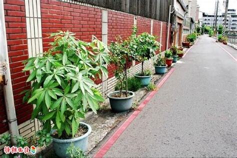 紅線內放盆栽