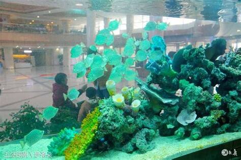 玄關養魚