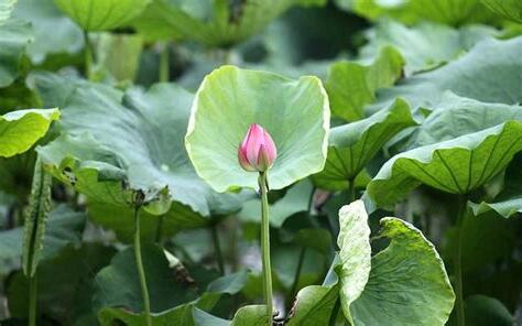 荷花意義