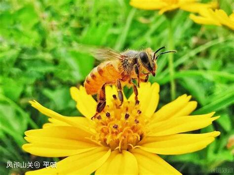 家里有蜜蜂代表什么