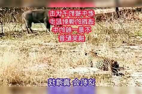 豹子夜夜訪牛