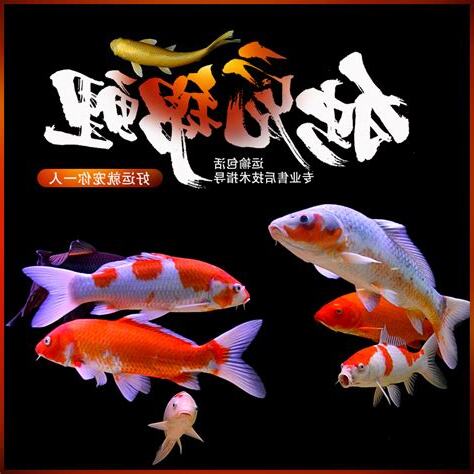 好養的風水魚