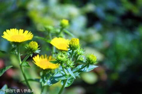 馬穿山徑菊初黃