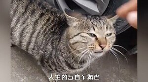 猫死在家门口