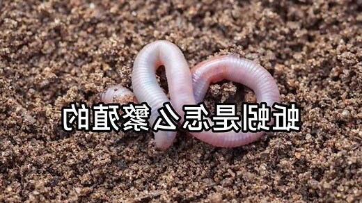 蚯蚓圖