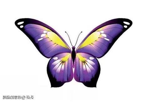 花蝴蝶意思