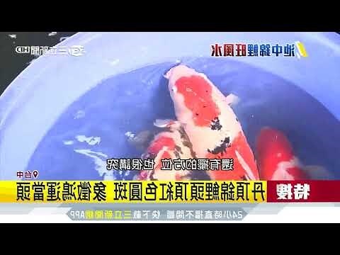 錦鯉飼養