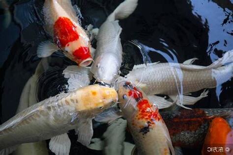 夢見魚吃魚