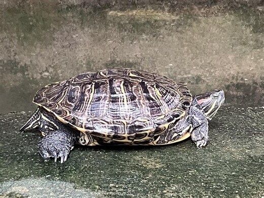撿到烏龜號碼