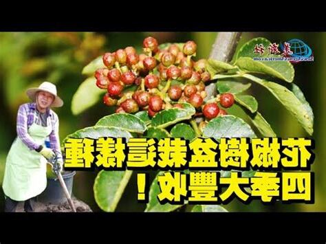 花椒樹台灣