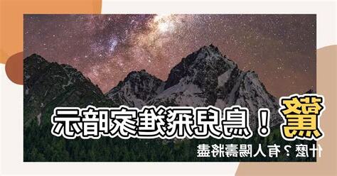 夢到鴿子飛進家裡