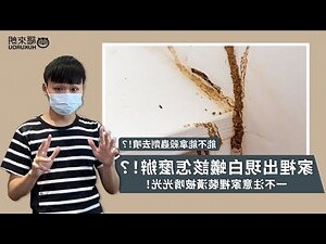 家中有白蟻
