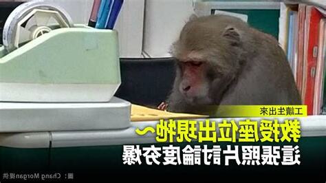 猴子辦公