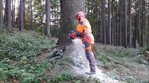 砍樹要看日子嗎