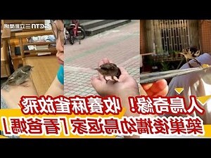 麻雀築巢代表什麼