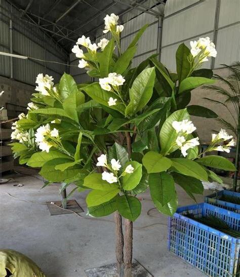 聞花朵散發香味