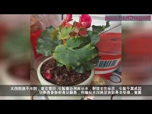 麗格海棠風水