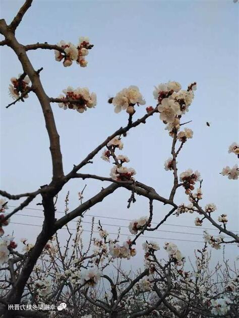 樹幹開花