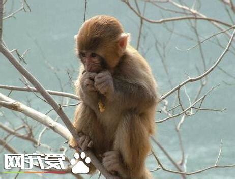 什麼動物可以養