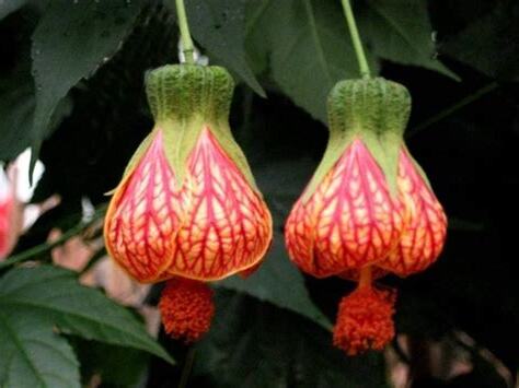 燈籠花種植