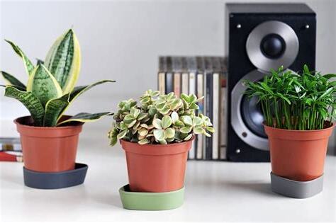 辦公室小植栽