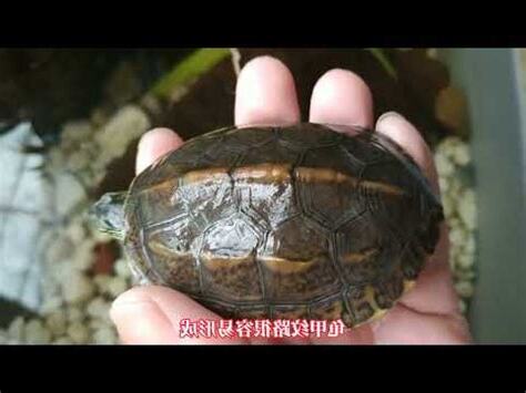 龜殼紋路