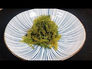 海葡萄果實可以吃嗎