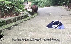 猴子怕什麼顏色