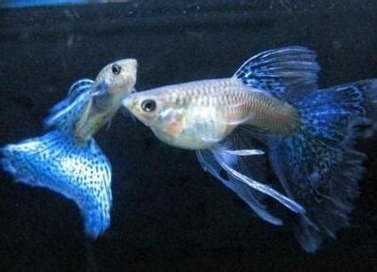 家裡養魚好嗎