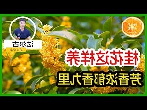 桂花種植土壤