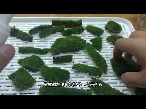 苔蘚