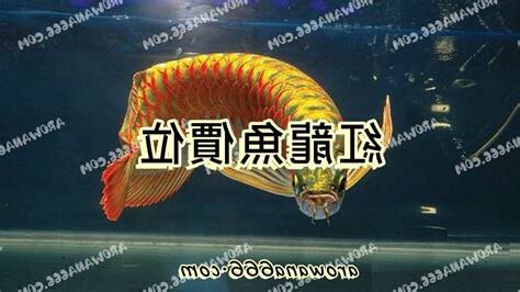 紅龍魚價格