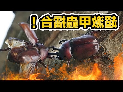 獨角仙飛來家裡