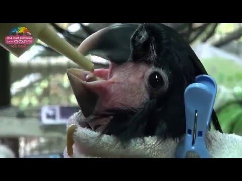 棕梠數