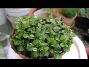梔子花種子