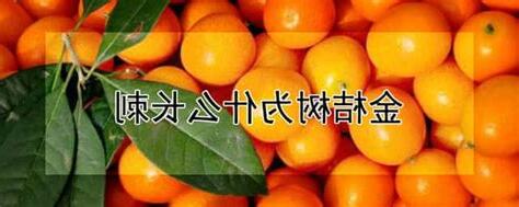 金桔樹有刺嗎