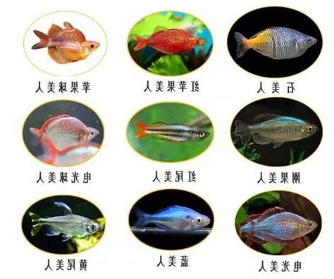 超好養的魚