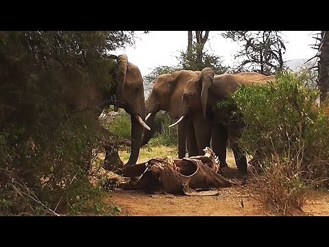 大象代表什麼意思