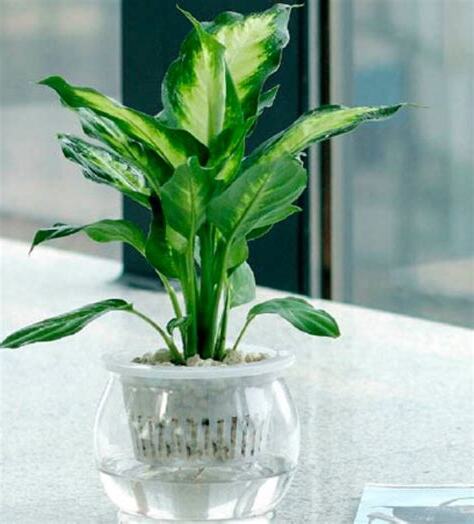 水培植物有哪些