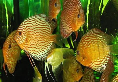 五彩神仙魚