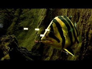 虎魚飼養