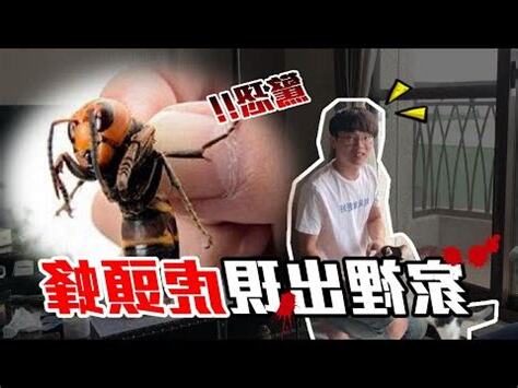 家裡有虎頭蜂代表什麼