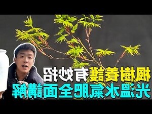 楓樹好種嗎