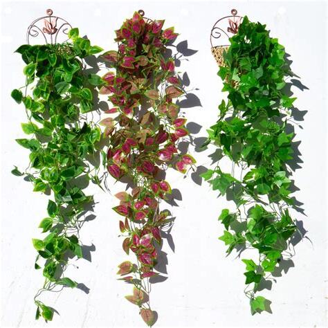 垂吊植物種類